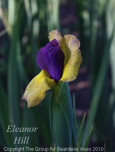 Eleanor Hill 1